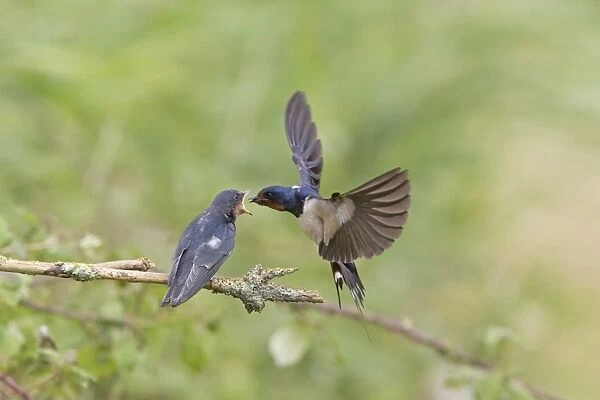 Barn Swallow (Hirundo rustica) adult, in flight, feeding fledged young, begging for food on twig, Suffolk, England