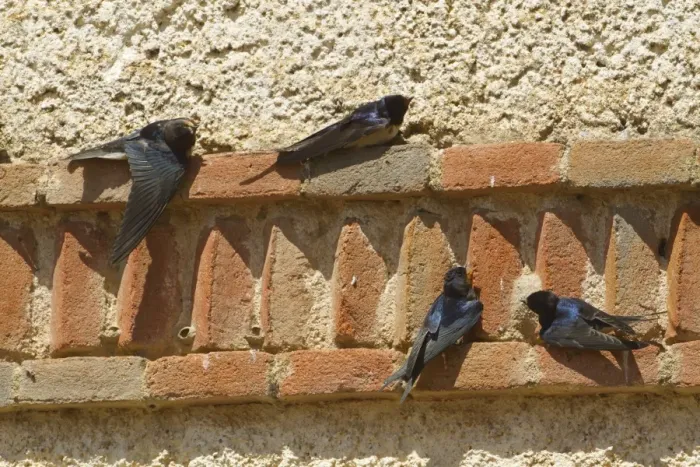 Framed Print : Barn Swallow (Hirundo rustica) adult and three juveniles, sunning on wall, Northern Spain, july