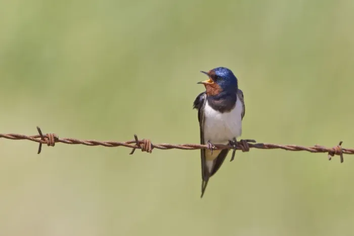 Framed Print : Barn Swallow (Hirundo rustica) adult male, singing, perched on barbed wire, Minsmere RSPB Reserve, Suffolk, England, august Framed Print : Barn Swallow (Hirundo rustica) adult male, singing, perched on barbed wire, Minsmere RSPB Reserve, Suffolk, England, august