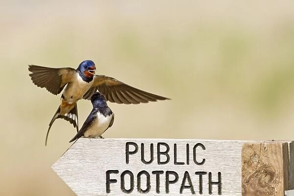 Barn Swallow (Hirundo rustica) adult pair, in flight and perched on Public Footpath sign during courtship