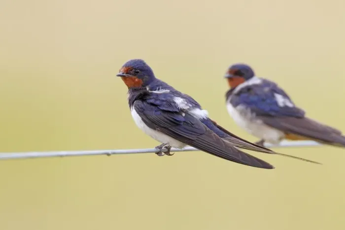 Framed Print : Barn Swallow (Hirundo rustica) two adults, perched on wire fence prior to migration, Norfolk, England, August