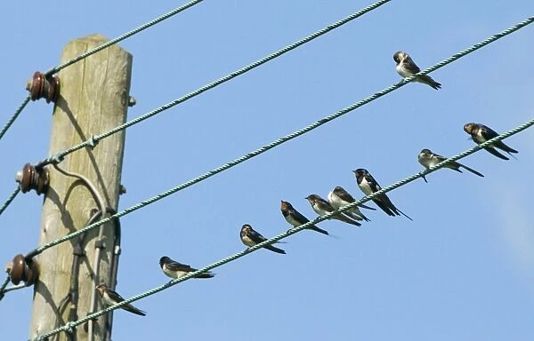 Barn Swallow (Hirundo rustica) adults and juveniles, flock perched on overhead wires in village, North Norfolk, England, september