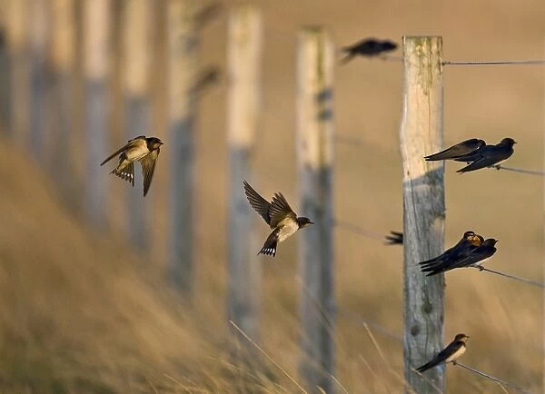 Barn Swallow (Hirundo rustica) adults and juveniles, migrants gathering on fence, Cley, Norfolk, England, august