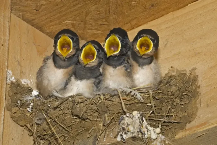 Framed Print : Barn Swallow (Hirundo rustica) four chicks, begging, nesting in shed, Norfolk, England Framed Print : Barn Swallow (Hirundo rustica) four chicks, begging, nesting in shed, Norfolk, England