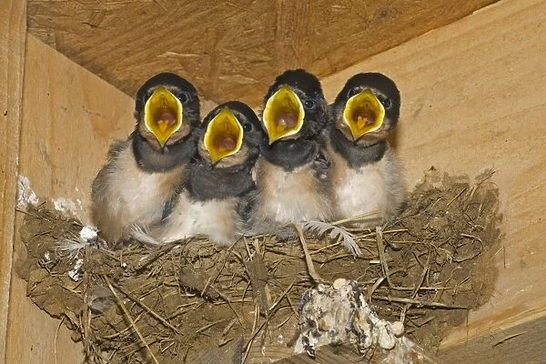 Barn Swallow (Hirundo rustica) four chicks, begging, nesting in shed, Norfolk, England