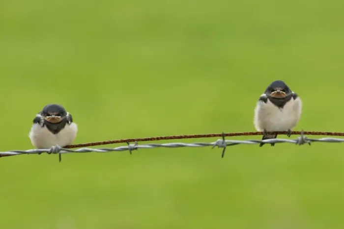 Framed Print : Barn Swallow (Hirundo rustica) two fledged chicks, perched on wire, Yorkshire, England, june Framed Print : Barn Swallow (Hirundo rustica) two fledged chicks, perched on wire, Yorkshire, England, june