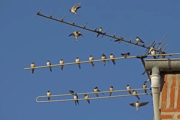 Barn Swallow (Hirundo rustica) flock, gathering on television aerial, Northern Spain, september
