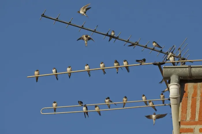 Framed Print : Barn Swallow (Hirundo rustica) flock, gathering on television aerial, Northern Spain, september Framed Print : Barn Swallow (Hirundo rustica) flock, gathering on television aerial, Northern Spain, september