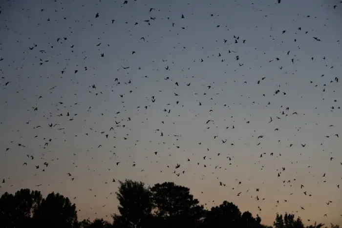 Framed Print : Barn Swallow (Hirundo rustica) flock, in flight over winter winter roost site in reedbed at sunset, Newcastle, KwaZulu-Natal, South Africa Framed Print : Barn Swallow (Hirundo rustica) flock, in flight over winter winter roost site in reedbed at sunset, Newcastle, KwaZulu-Natal, South Africa