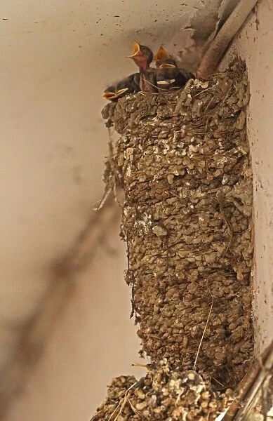 Barn Swallow (Hirundo rustica gutturalis) chicks at nest in shopping arcade
