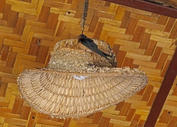 Barn Swallow (Hirundo rustica gutturalis) adult, perched at nest on lampshade in restaurant, Thaton