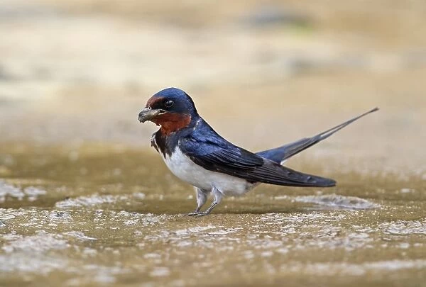 Barn Swallow (Hirundo rustica gutturalis) adult, collecting mud for nesting material, Taiwan, April