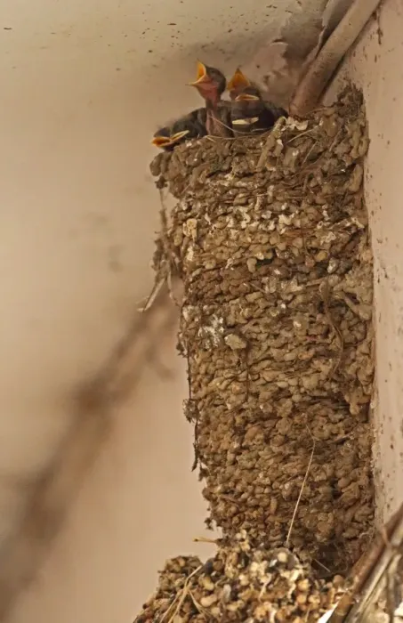 Framed Print : Barn Swallow (Hirundo rustica gutturalis) chicks at nest in shopping arcade Framed Print : Barn Swallow (Hirundo rustica gutturalis) chicks at nest in shopping arcade