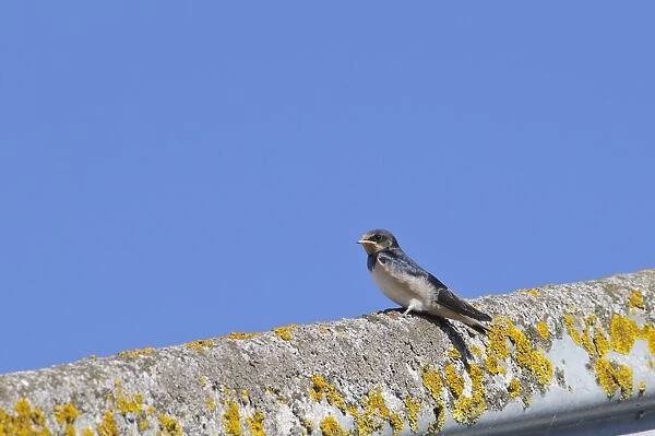 Barn Swallow (Hirundo rustica) juvenile, newly fledged, perched on lichen covered barn roof, Elmley Marshes N. N. R
