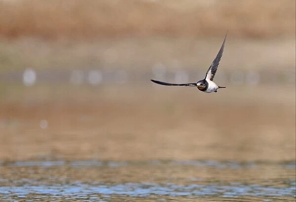Barn Swallow (Hirundo rustica rustica) juvenile, in flight over pond, Norfolk, England, July