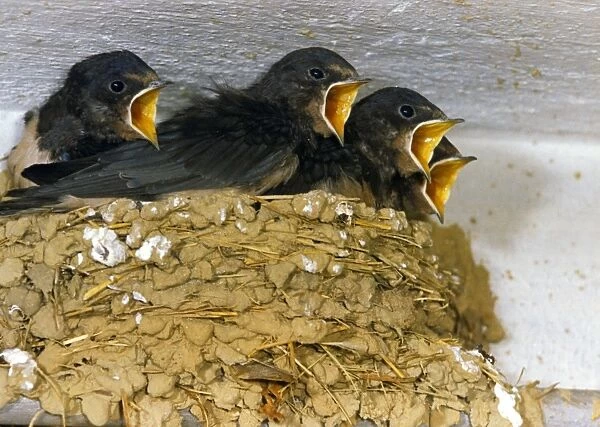 Barn Swallow (Hirundo rustica) young, begging for food, from nest in building, Switzerland, summer