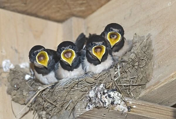 Barn Swallow (Hirundo rustica) young, begging for food, sitting in nest, Cley, Norfolk, England, september
