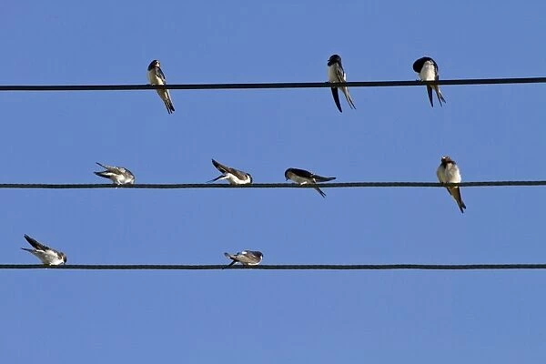 Barn Swallow and House Martins on power cables, flocking before migration