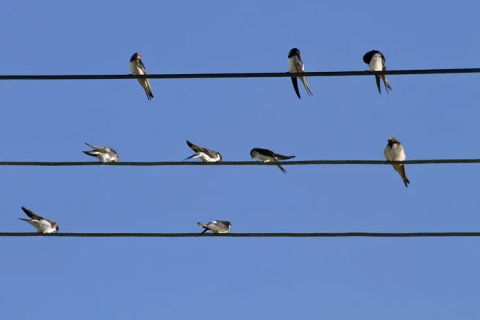 Framed Print : Barn Swallow and House Martins on power cables, flocking before migration Framed Print : Barn Swallow and House Martins on power cables, flocking before migration