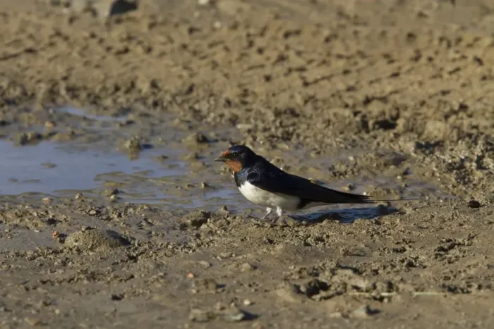 Framed Print : Barn Swallow at mud pool Framed Print : Barn Swallow at mud pool