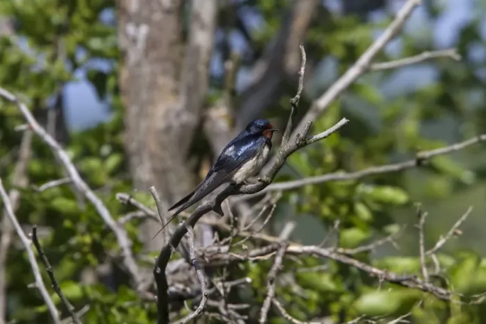 Framed Print : Barn Swallow resting on tree
