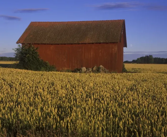 Framed Print : Barn in wheat field and moon, Sweden Framed Print : Barn in wheat field and moon, Sweden