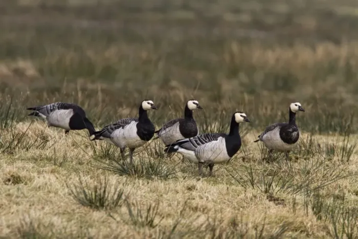 Framed Print : Barnacle geese feeding on moorland grass, Isle of Islay, Scotland Framed Print : Barnacle geese feeding on moorland grass, Isle of Islay, Scotland