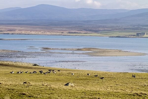 Barnacle Geese grazing field by Loch Gruinart, Isle of Islay Scotland
