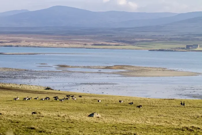 Framed Print : Barnacle Geese grazing field by Loch Gruinart, Isle of Islay Scotland Framed Print : Barnacle Geese grazing field by Loch Gruinart, Isle of Islay Scotland