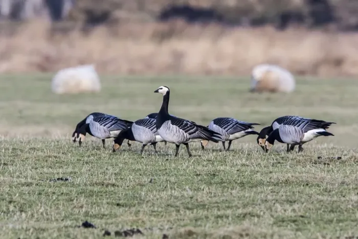 Framed Print : Barnacle Geese grazing on grass on Islay Scotland