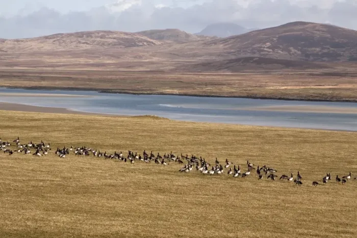 Framed Print : Barnacle Geese on Islay Scotland, in field over Loch Gruinart toward Jura Framed Print : Barnacle Geese on Islay Scotland, in field over Loch Gruinart toward Jura