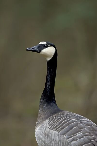 Barnacle Goose (Branta leucopsis) x Canada Goose (Branta canadensis) hybrid, adult, close-up of head and neck, Suffolk, England, february