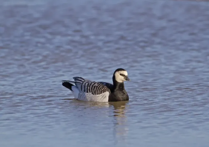 Framed Print : Barnacle Goose (Branta leucopsis) adult, swimming, Norfolk, England, october