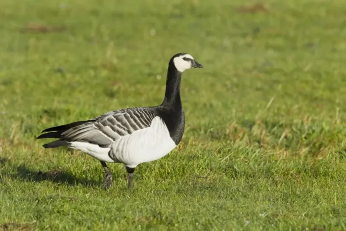 Framed Print : Barnacle Goose (Branta leucopsis) adult, walking on grass, Islay, Inner Hebrides, Scotland, november Framed Print : Barnacle Goose (Branta leucopsis) adult, walking on grass, Islay, Inner Hebrides, Scotland, november