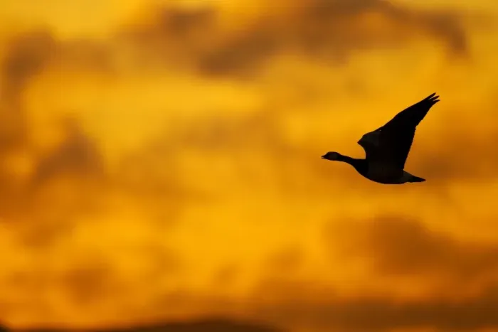 Framed Print : Barnacle Goose (Branta leucopsis) adult, in flight, silhouetted at dawn, Loch Gruinart RSPB Reserve, Islay, Inner Hebrides, Scotland, november
