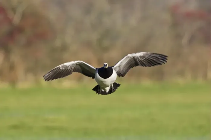 Framed Print : Barnacle Goose (Branta leucopsis) adult, in flight, landing in field, Caerlaverock, Dumfries, Scotland, november Framed Print : Barnacle Goose (Branta leucopsis) adult, in flight, landing in field, Caerlaverock, Dumfries, Scotland, november