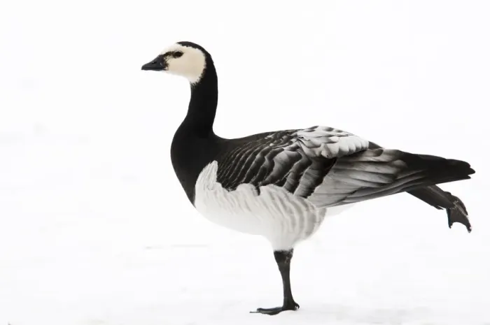 Framed Print : Barnacle Goose (Branta leucopsis) adult, running leg over wing, standing on snow in city parkland, Regents Park Framed Print : Barnacle Goose (Branta leucopsis) adult, running leg over wing, standing on snow in city parkland, Regents Park