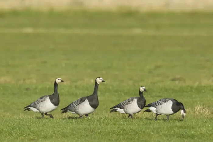 Framed Print : Barnacle Goose (Branta leucopsis) four adults, walking on grass, Islay, Inner Hebrides, Scotland, november Framed Print : Barnacle Goose (Branta leucopsis) four adults, walking on grass, Islay, Inner Hebrides, Scotland, november