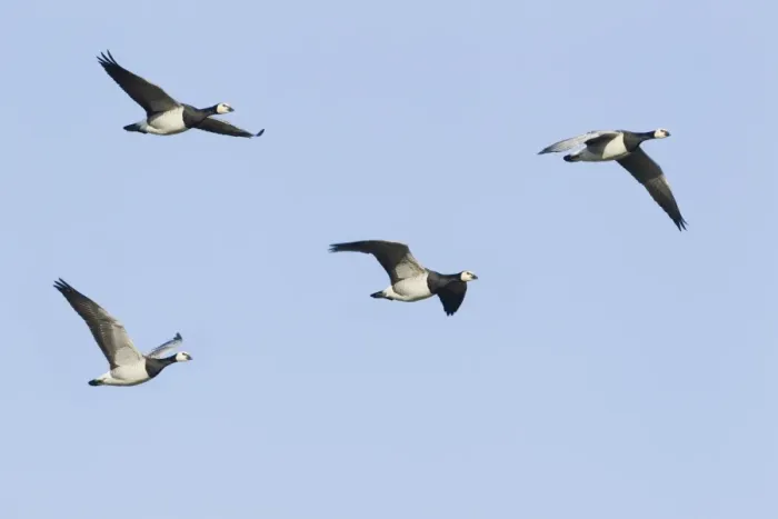 Framed Print : Barnacle Goose (Branta leucopsis) four adults, in flight, Caerlaverock W. W. T. Dumfries, Scotland, january