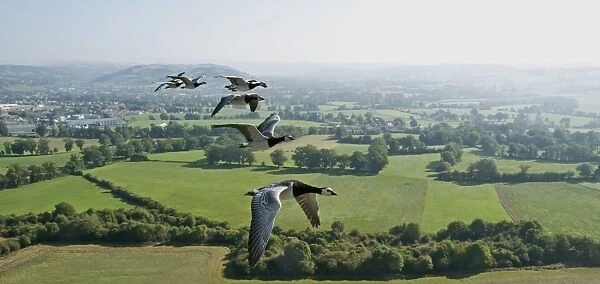 Barnacle Goose (Branta leucopsis) adults, flock in flight over countryside, England, september