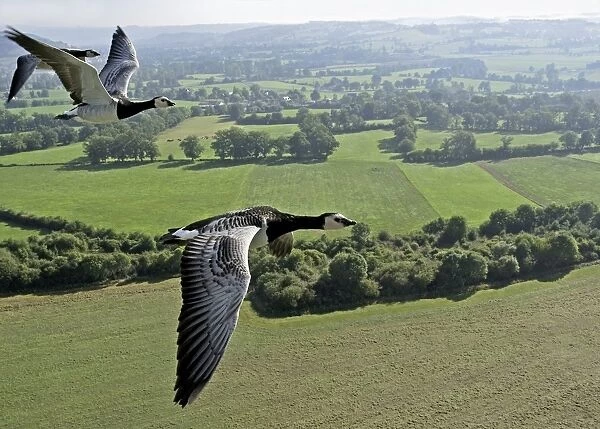 Barnacle Goose (Branta leucopsis) three adults, in flight over countryside, England, september