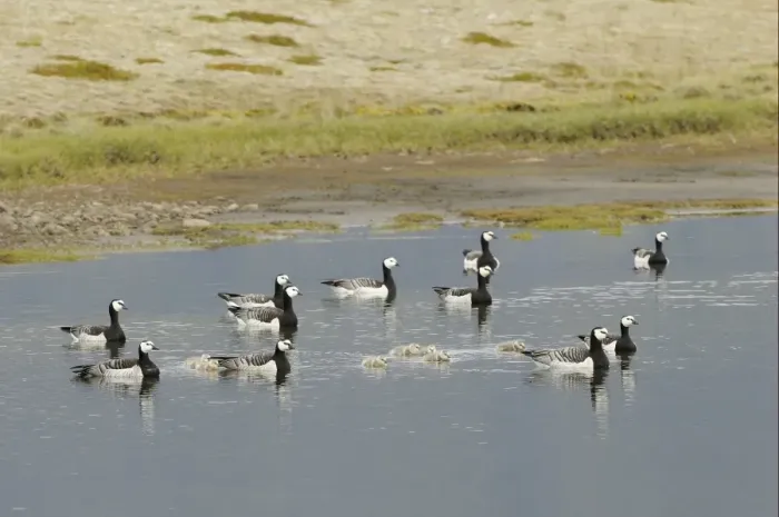 Framed Print : Barnacle Goose (Branta leucopsis) adults with goslings, maternity group swimming on small lake, Iceland, June Framed Print : Barnacle Goose (Branta leucopsis) adults with goslings, maternity group swimming on small lake, Iceland, June