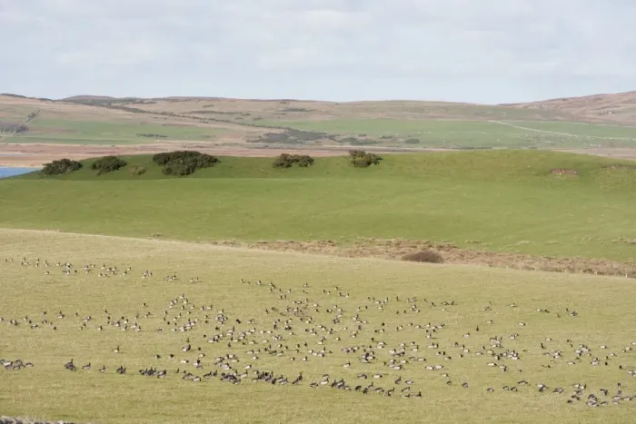 Framed Print : Barnacle Goose (Branta leucopsis) flock, feeding on field in coastal habitat, Islay, Inner Hebrides, Scotland, november
