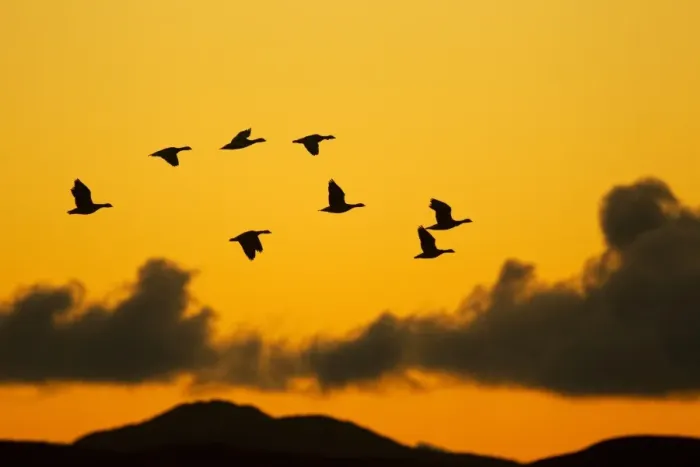 Framed Print : Barnacle Goose (Branta leucopsis) flock, in flight, silhouetted at dawn, Loch Gruinart RSPB Reserve, Islay, Inner Hebrides, Scotland, november Framed Print : Barnacle Goose (Branta leucopsis) flock, in flight, silhouetted at dawn, Loch Gruinart RSPB Reserve, Islay, Inner Hebrides, Scotland, november
