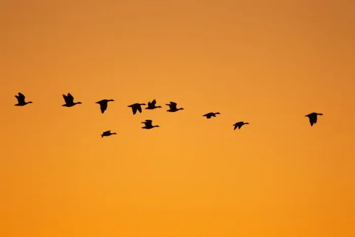 Framed Print : Barnacle Goose (Branta leucopsis) flock, in flight, silhouetted at dawn, Loch Gruinart RSPB Reserve, Islay, Inner Hebrides, Scotland, november Framed Print : Barnacle Goose (Branta leucopsis) flock, in flight, silhouetted at dawn, Loch Gruinart RSPB Reserve, Islay, Inner Hebrides, Scotland, november