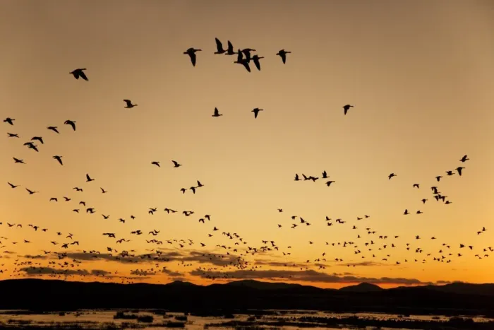 Framed Print : Barnacle Goose (Branta leucopsis) flock, in flight, silhouetted at sunrise, Loch Gruinart RSPB Reserve, Islay, Inner Hebrides, Scotland, november Framed Print : Barnacle Goose (Branta leucopsis) flock, in flight, silhouetted at sunrise, Loch Gruinart RSPB Reserve, Islay, Inner Hebrides, Scotland, november