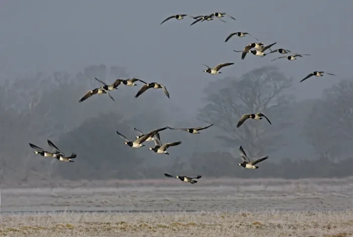 Framed Print : Barnacle Goose (Branta leucopsis) flock, in flight, landing on frosty feeding ground, Dumfries, Scotland, march Framed Print : Barnacle Goose (Branta leucopsis) flock, in flight, landing on frosty feeding ground, Dumfries, Scotland, march