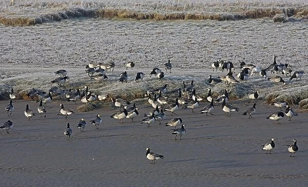 Barnacle Goose (Branta leucopsis) flock, standing on mud and frost covered grass at edge of tidal river, Dumfries, Scotland, march