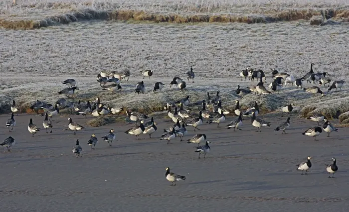 Framed Print : Barnacle Goose (Branta leucopsis) flock, standing on mud and frost covered grass at edge of tidal river, Dumfries, Scotland, march Framed Print : Barnacle Goose (Branta leucopsis) flock, standing on mud and frost covered grass at edge of tidal river, Dumfries, Scotland, march