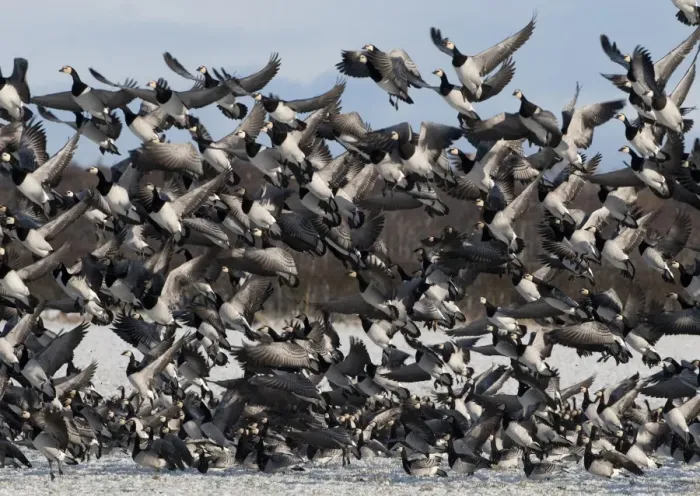 Framed Print : Barnacle Goose (Branta leucopsis) flock, in flight, taking off from snow covered pasture, Caerlaverock, Dumfries and Galloway, Scotland, december Framed Print : Barnacle Goose (Branta leucopsis) flock, in flight, taking off from snow covered pasture, Caerlaverock, Dumfries and Galloway, Scotland, december